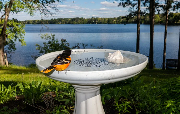 Bring Nature Closer with a Beautiful Bird Bath in Your Garden