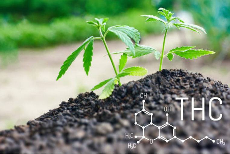 What Makes Kind Kush Different from Other THCA Strains?
