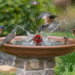 Bring Nature Closer with a Beautiful Bird Bath in Your Garden